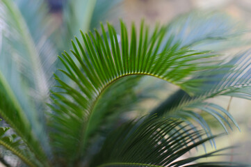 Sago Palm