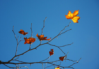 Barren tree with a few leaves left hanging on