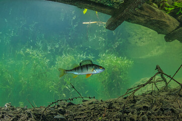 Fototapeta premium Barsch