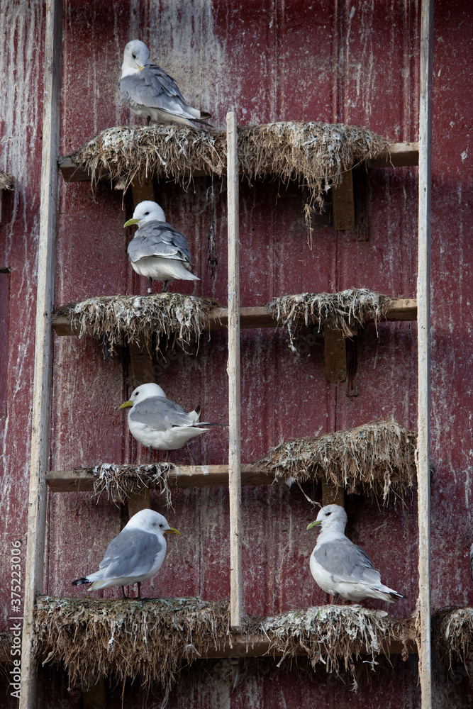 Wall mural Crutch (Rissa tridactyla) is a pelagic surface-grazing seabird belonging to the group of gulls and one of two species in the genus Rissa