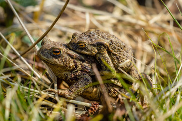 Ropucha szara Bufo bufo spaceruje po trawie ze swoim partnerem, seks żab, okres godowy żab, rozmnażanie płazów