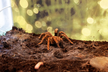 Spider teraphosa cravshai in a terrarium closeup