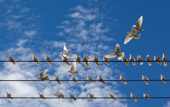 Group of White Pigeons Landing on Wires