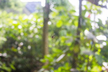 Spider on the web on green background 