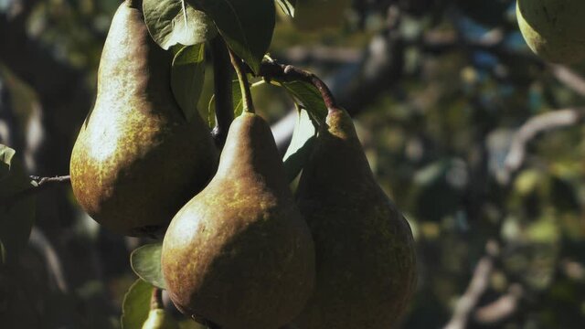 Close up footage of juicy pears in garden. Farming concept