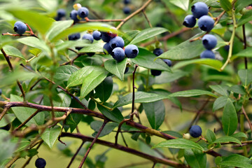 Wild Blueberries Closeup
