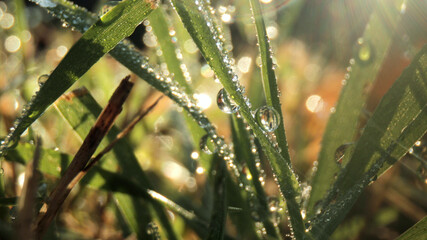 Macro images of dew drops on blades of grass