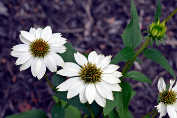 White Wildflowers Closeup