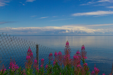 Flawers on coast river