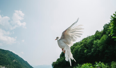 Free dove flying away
