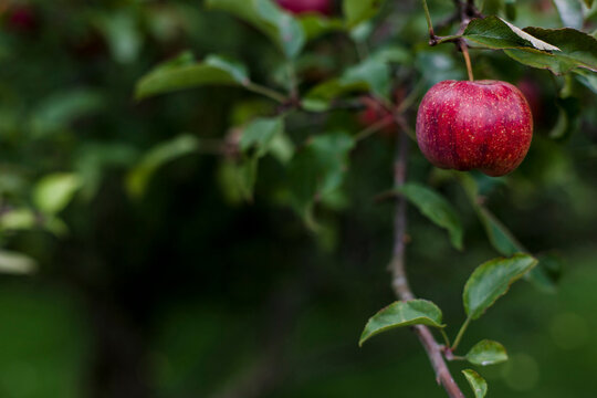 A ripe apple hanging on the branch of an apple tree.