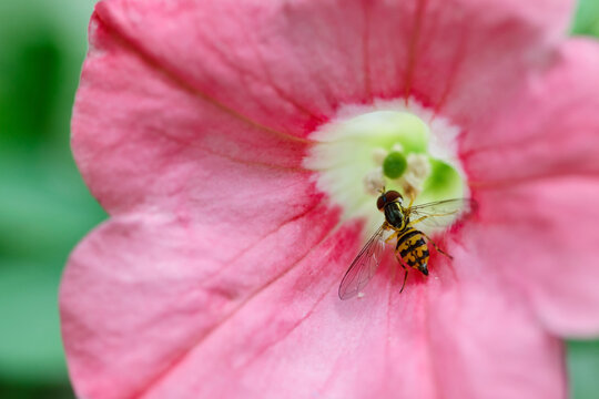 Macro of small bee on petunia flower