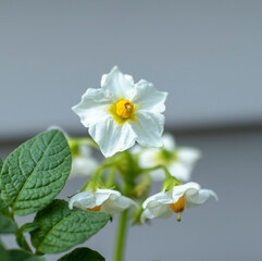 Obraz premium Potato Plant Flower