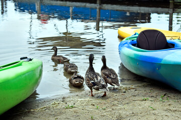 Ducks Wading in Lake (1)