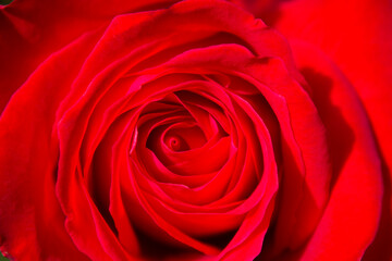 Beautiful close up of red rose flower background and texture for love or valentine day