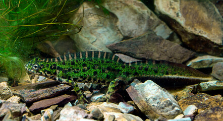 Southern marbled newt, male / Zwerg-Marmormolch (Triturus pygmaeus), Männchen