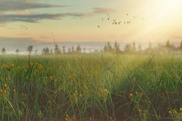 wanderful sunset on the grass fild