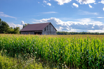Fototapeta na wymiar Old Rural Shed in a Field of Corn