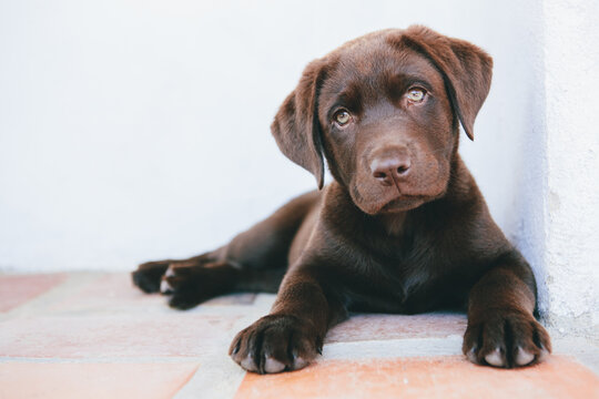 Cute Chocolate Brown Labrador Puppy