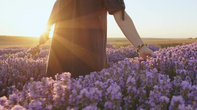 Hand woman holds blooming lavender with bunch of lavender at sunset of sunny day in summer slow motion. A woman walks through blooming lavender field, meditates, enjoys nature. Relax. Aromatherapy