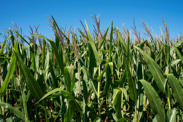 Closeup corn stalks in farm field, ears of corn, tassels, leaves, blue sky background, sunny day