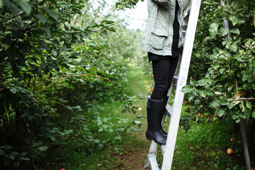 Girl Standing on Ladder Picking Apples