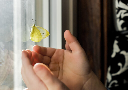 the hands of a child reach out to touch a yellow butterfly resting on a window