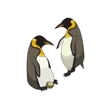 Two Emperor penguins with an egg in Cartoon style on white isolated background, vector stock illustration for prints and patterns, concept of Antarctic Wildlife, Ornithology and Polar birds or Family.