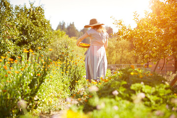 Woman picking calendula flowers at her organic farm in California