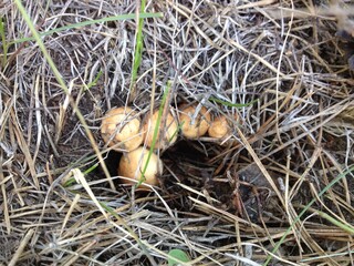 Beautiful young boletus mushrooms in the grass