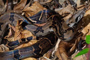 Coiled boa constrictor camouflaged on leaf litter in tropical jungle of Costa Rica