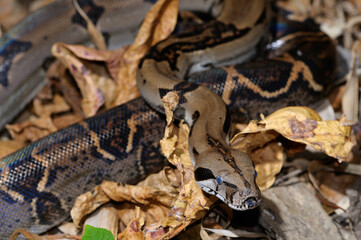 Boa constrictor flicking forked tongue on leaf litter in tropical jungle of Costa Rica