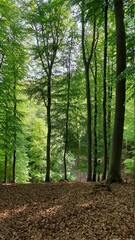 Ein wunderschöner Buchenwald im Frühling