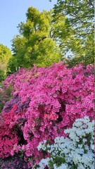 Obraz premium Grün, lila und rot gibt sich die Hand im Frühling. Wunderschöne Blüten zu sehen beim blauen Himmel.