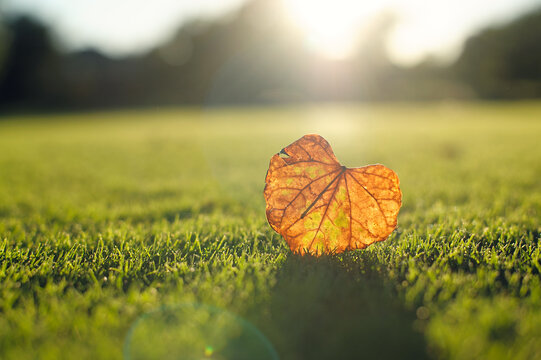 Backlit Heart Shaped Redbud Leaf In Grass