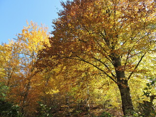 autumn tree in the park