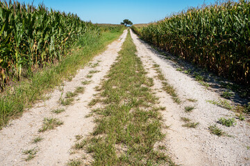 Fototapeta na wymiar Dirt road in rural country between two fields of corn, travel, drive, driving, alone, isolated, lonely, desolate, single lane