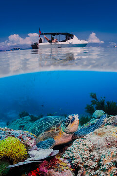 Green sea turtle sitting on coral reef in blue water under scuba diving boat on ocean surface