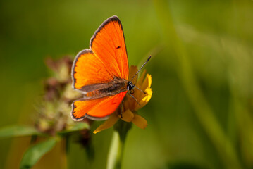 pomarańczowy motyl na żółtym kwiatku