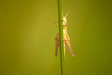 konik polny schowany za źdźbłem trawy © Robert Borek
