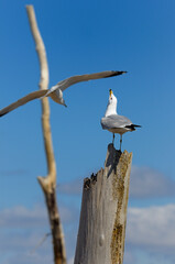Ring Billed Gull screeching on a stump at Leslie Street Spit nesting grounds Toronto