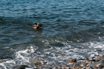 The dog bathes in a clear pond and brings a branch. A red-and-black German shepherd is swimming in the sea and playing with a stick.
