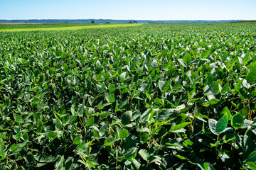 Large soybean plant agricultural field in rural country, sunny summer day, view low to ground