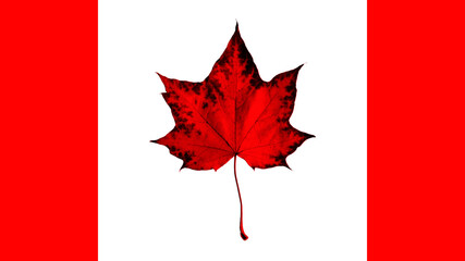 Flag Canada. Maple red leaf - symbol on canadian flad isolated white background. Patriotic background Canada day - white flag & red maple leaf. Canada flag - country in northern part of North America