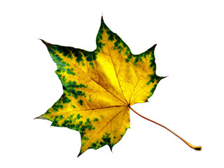 Green yellow maple leaf isolated on white background. Autumn yellow maple leaf - fall september foliage macro closeup. Single old canadian maple yellow leaf isolated. Autumn tree dry leaves with veins