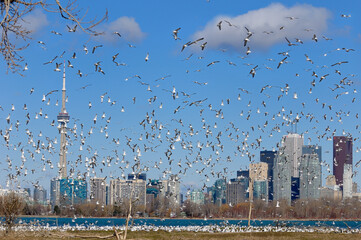 Flock of mating Ring Billed Gulls at Leslie Street Spit nesting grounds in Toronto