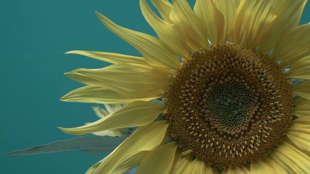 Beautiful Sunflower Blooming Yellow Petals With Green Screen Background. Locked Off