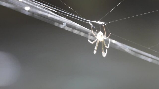 Spider in web UHD MP4 4k ...