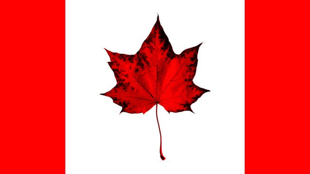 Flag Canada. Maple red leaf - symbol on canadian flad isolated white background. Patriotic background Canada day - white flag & red maple leaf. Canada flag - country in northern part of North America