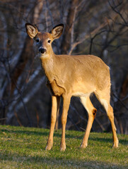Cautious White Tailed deer standing in a Toronto yard on a spring evening